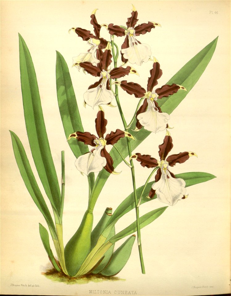 R. Warner & B.S. Williams - The Orchid Album - volume 01 - plate 046 (1882)