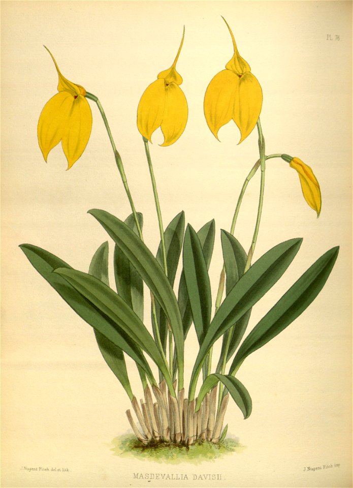 R. Warner & B.S. Williams - The Orchid Album - volume 02 - plate 076 (1883)