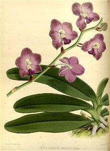 R. Warner & B.S. Williams - The Orchid Album - volume 02 - plate 061 (1883)