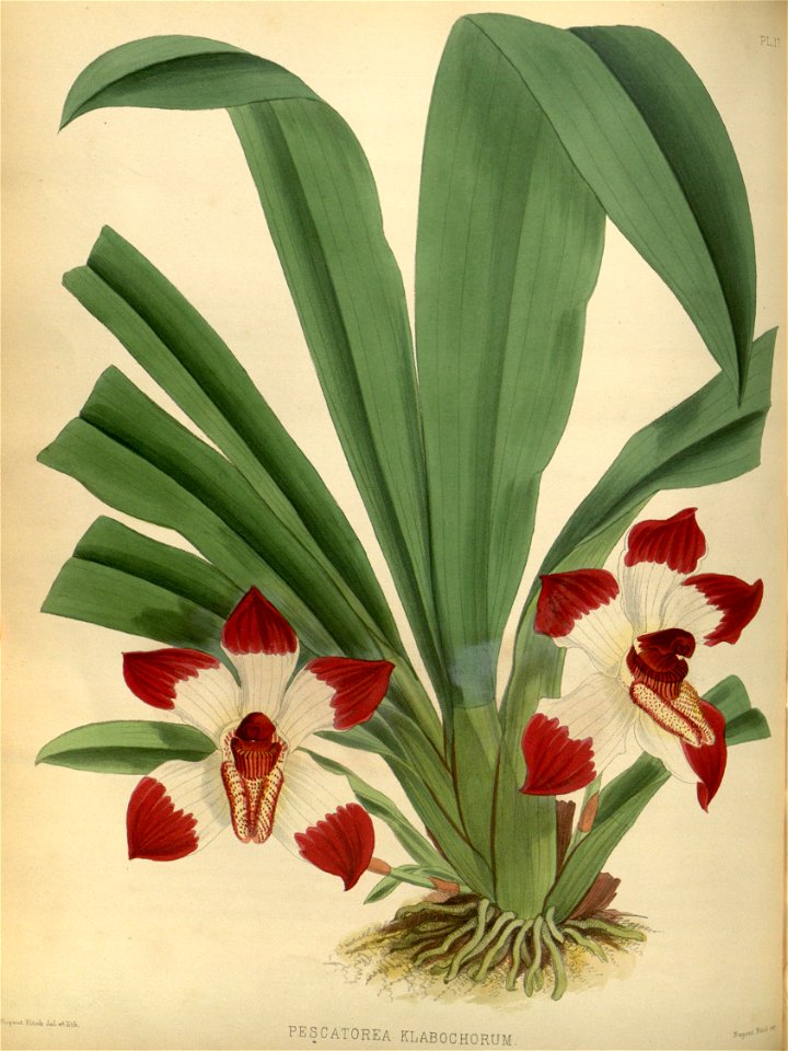 R. Warner & B.S. Williams - The Orchid Album - volume 01 - plate 017 (1882)