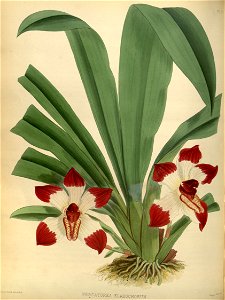 R. Warner & B.S. Williams - The Orchid Album - volume 01 - plate 017 (1882)