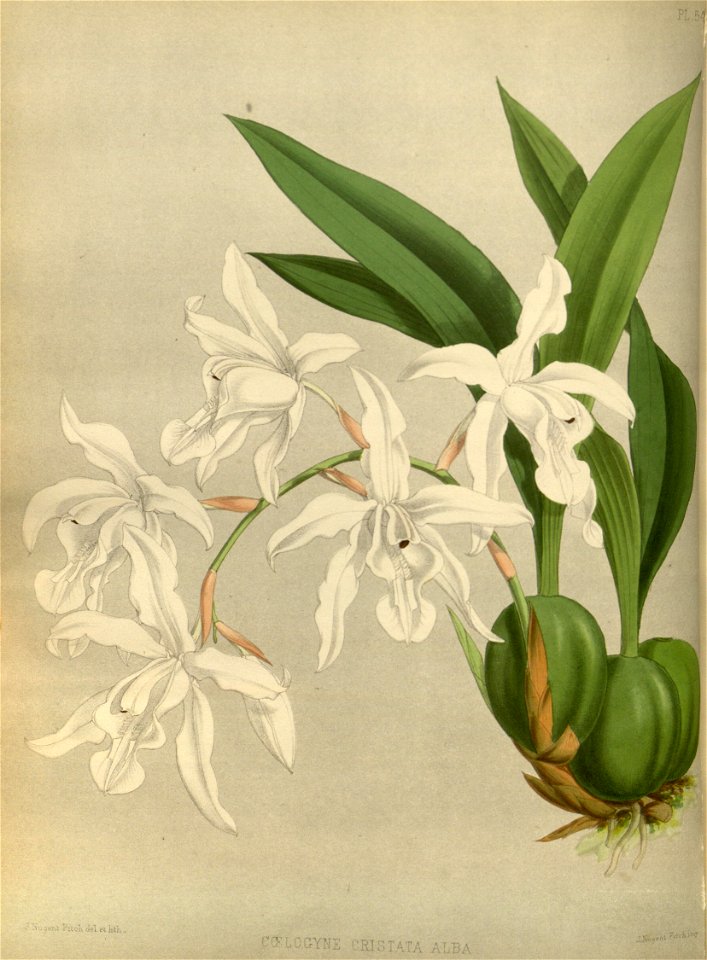 R. Warner & B.S. Williams - The Orchid Album - volume 02 - plate 054 (1883)