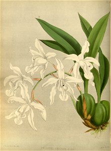 R. Warner & B.S. Williams - The Orchid Album - volume 02 - plate 054 (1883)