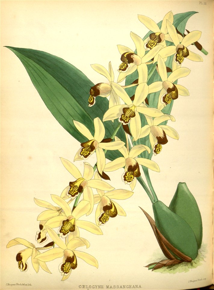 R. Warner & B.S. Williams - The Orchid Album - volume 01 - plate 029 (1882)