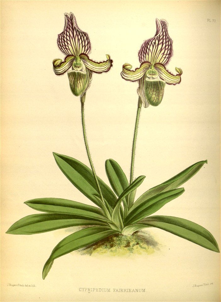 R. Warner & B.S. Williams - The Orchid Album - volume 02 - plate 070 (1883)