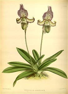 R. Warner & B.S. Williams - The Orchid Album - volume 02 - plate 070 (1883)