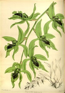 R. Warner & B.S. Williams - The Orchid Album - volume 02 - plate 063 (1883)