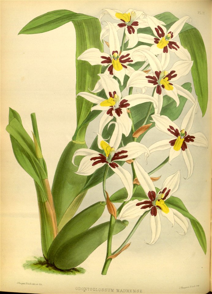 R. Warner & B.S. Williams - The Orchid Album - volume 02 - plate 071 (1883)