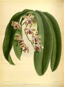 R. Warner & B.S. Williams - The Orchid Album - volume 02 - plate 080 (1883)