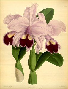 R. Warner & B.S. Williams - The Orchid Album - volume 02 - plate 088 (1883)
