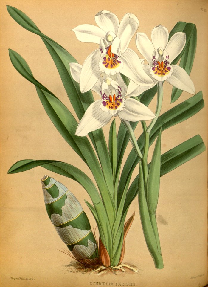 R. Warner & B.S. Williams - The Orchid Album - volume 01 - plate 025 (1882)