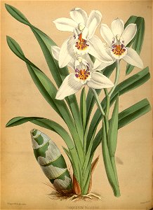 R. Warner & B.S. Williams - The Orchid Album - volume 01 - plate 025 (1882)