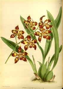 R. Warner & B.S. Williams - The Orchid Album - volume 02 - plate 066 (1883)