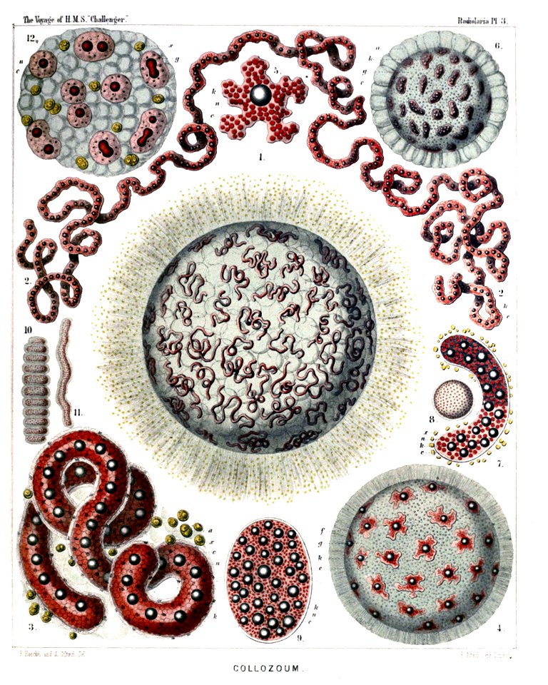 Radiolaria (Challenger) Plate 003