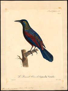 Quiscalus purpureus - 1825-1834 - Print - Iconographia Zoologica - Special Collections University of Amsterdam - UBA01 IZ15800301