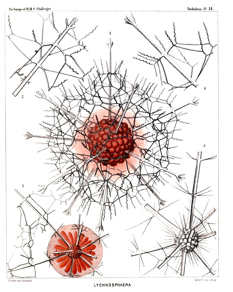 Radiolaria (Challenger) Plate 011
