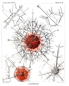 Radiolaria (Challenger) Plate 011