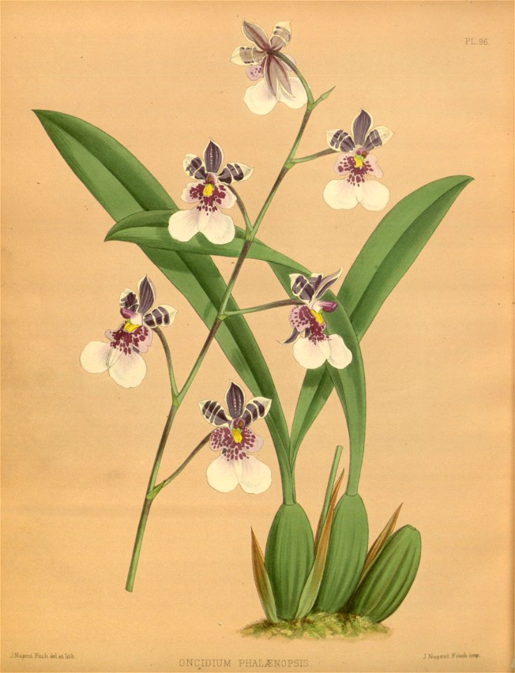 R. Warner & B.S. Williams - The Orchid Album - volume 02 - plate 096 (1883)