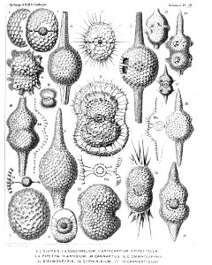 Radiolaria (Challenger) Plate 039