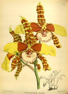 R. Warner & B.S. Williams - The Orchid Album - volume 02 - plate 079 (1883)