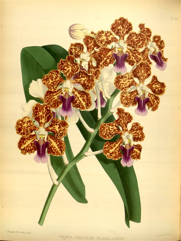 R. Warner & B.S. Williams - The Orchid Album - volume 02 - plate 087 (1883)