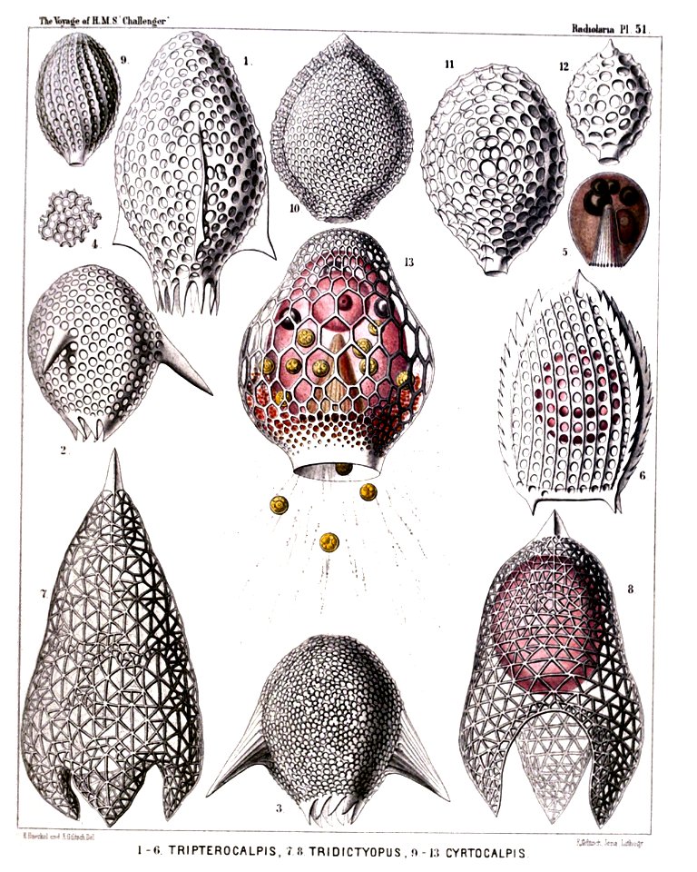 Radiolaria (Challenger) Plate 051