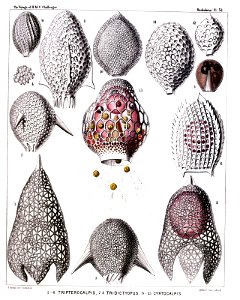 Radiolaria (Challenger) Plate 051