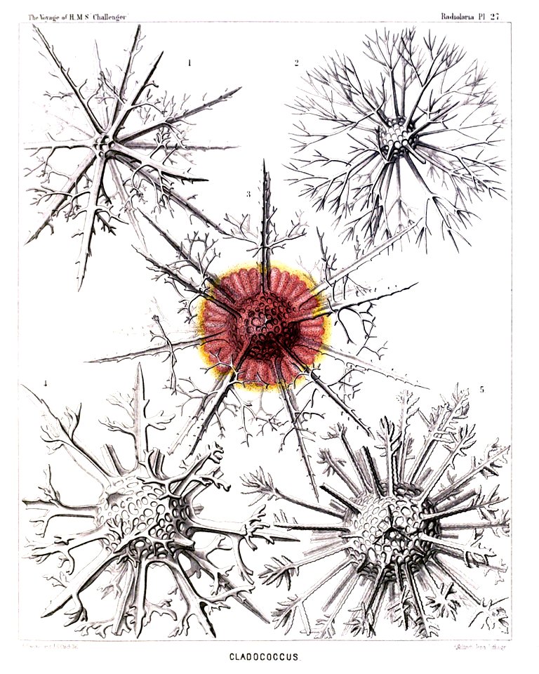 Radiolaria (Challenger) Plate 027