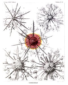 Radiolaria (Challenger) Plate 027