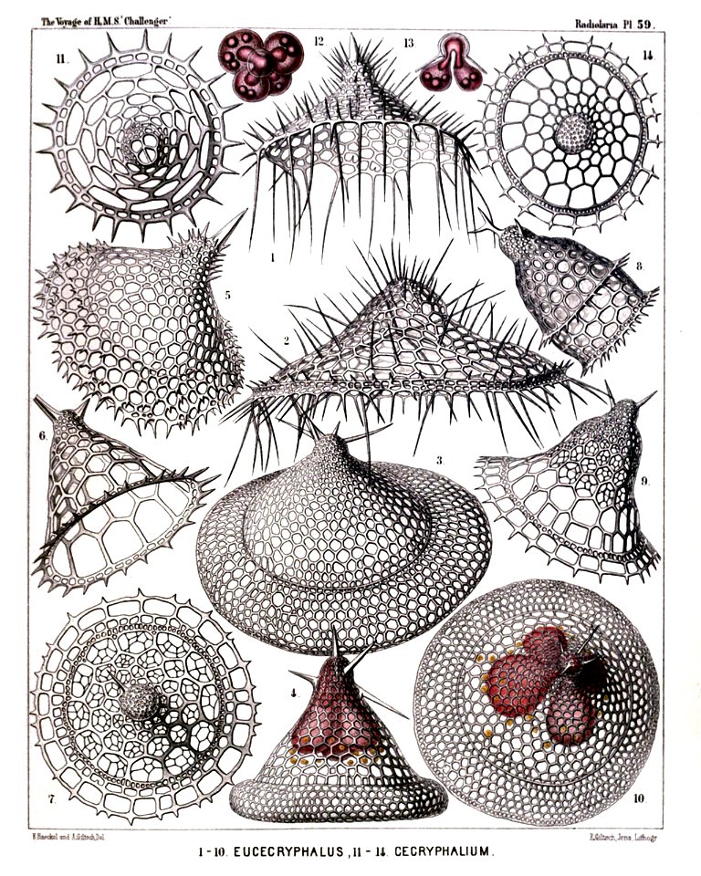 Radiolaria (Challenger) Plate 059