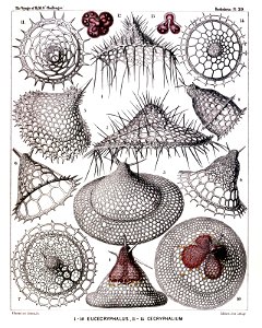 Radiolaria (Challenger) Plate 059