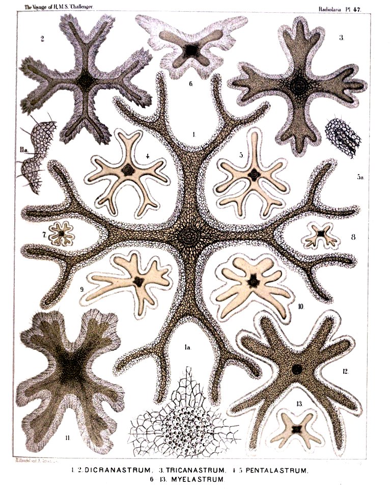Radiolaria (Challenger) Plate 047