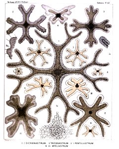 Radiolaria (Challenger) Plate 047