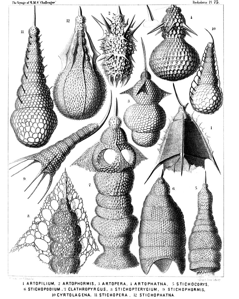 Radiolaria (Challenger) Plate 075