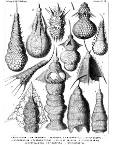Radiolaria (Challenger) Plate 075