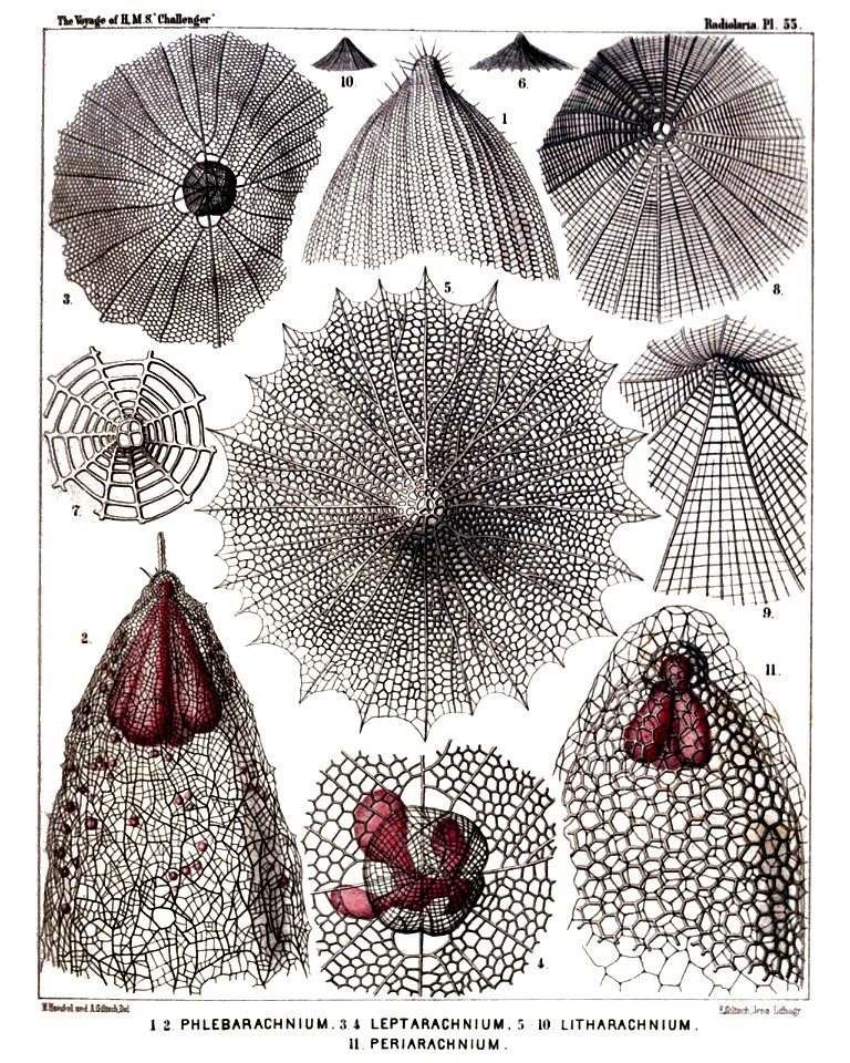 Radiolaria (Challenger) Plate 055