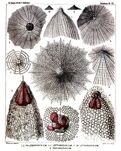Radiolaria (Challenger) Plate 055
