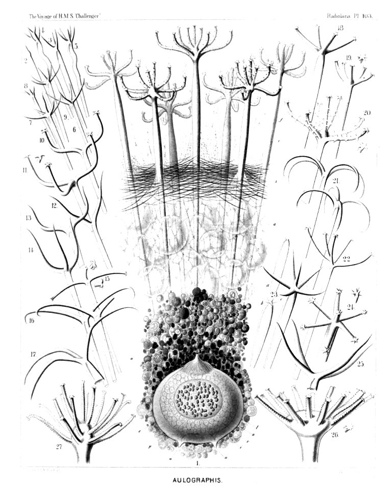 Radiolaria (Challenger) Plate 103