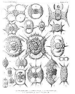 Radiolaria (Challenger) Plate 009