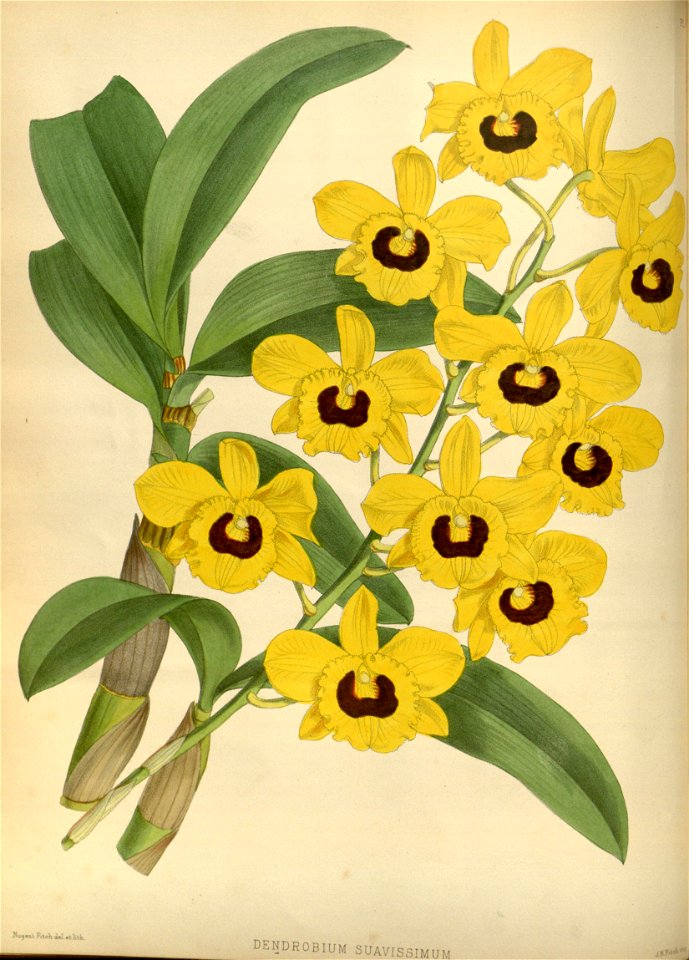 R. Warner & B.S. Williams - The Orchid Album - volume 01 - plate 013 (1882)