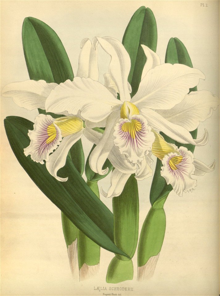 R. Warner & B.S. Williams - The Orchid Album - volume 01 - plate 002 (1882)