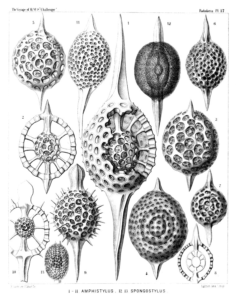 Radiolaria (Challenger) Plate 017