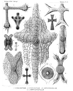 Radiolaria (Challenger) Plate 045
