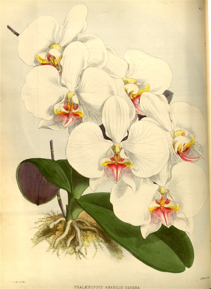 R. Warner & B.S. Williams - The Orchid Album - volume 01 - plate 011 (1882)