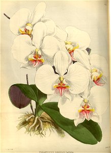 R. Warner & B.S. Williams - The Orchid Album - volume 01 - plate 011 (1882)
