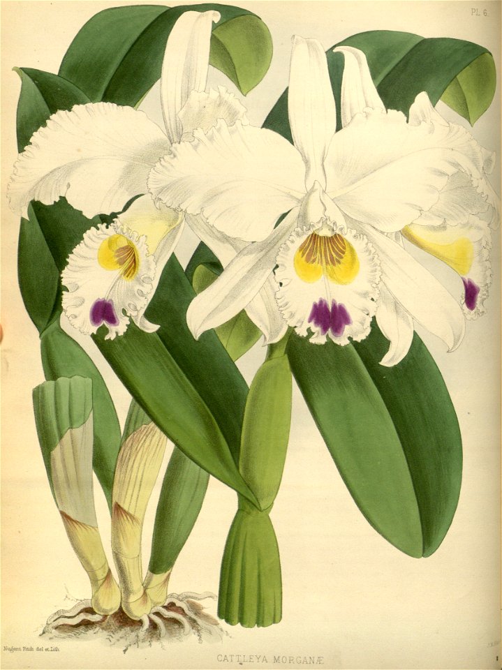 R. Warner & B.S. Williams - The Orchid Album - volume 01 - plate 006 (1882)
