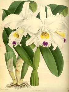 R. Warner & B.S. Williams - The Orchid Album - volume 01 - plate 006 (1882)