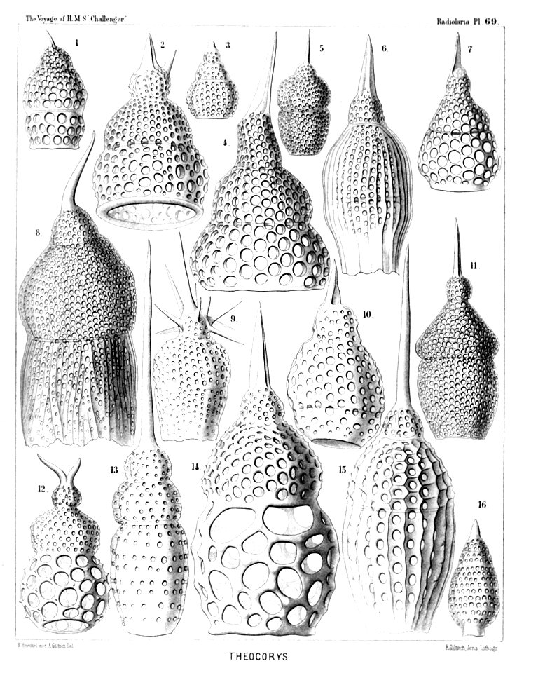 Radiolaria (Challenger) Plate 069