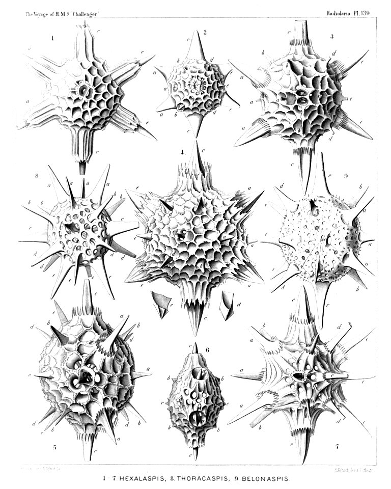 Radiolaria (Challenger) Plate 139