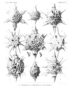 Radiolaria (Challenger) Plate 139